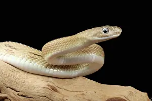 Serpent Prints: Trans-Pecos rat snake (Bogertophis subocularis) portrait