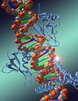 Atom Prints: Transcription Factor