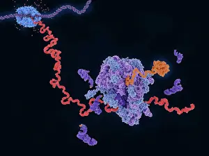 Genetics Prints: Transcription and translation: from DNA to a protein