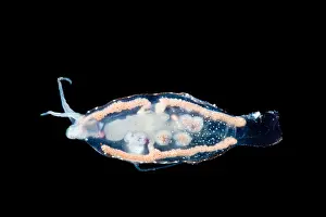 Molluscks Prints: Transparent Pelagic Nudibranch (Phylliroe sp.)