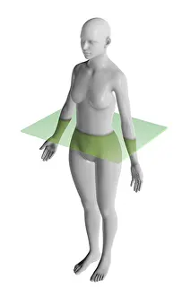 Horizontal Prints: Transverse Plane