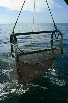 Collection Prints: Trawling for marine life