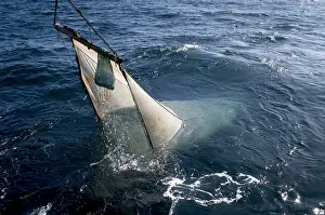 Collection Prints: Trawling for marine life