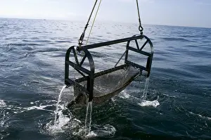 Collection Prints: Trawling for marine life