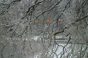 Nature Prints: Tree coated by ice storm