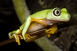 Populations Prints: Tree Frog