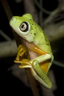 Monkey Prints: Tree Frog