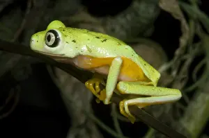 Monkey Prints: Tree Frog