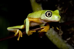 Monkey Prints: Tree Frog