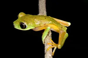 2007 Prints: Tree Frog