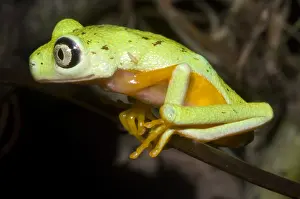 Central Prints: Tree Frog