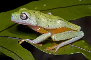 Central Prints: Tree Frog