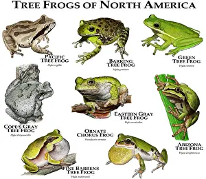Poster Prints: Tree Frogs of North America