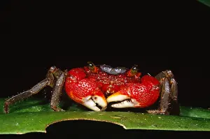 Hole Prints: Tree-hole Crab