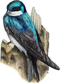 Songbird Prints: Tree Swallow