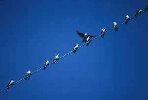 Lined Prints: Tree Swallows