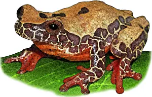 Clown Prints: Triangle Treefrog, Illustration