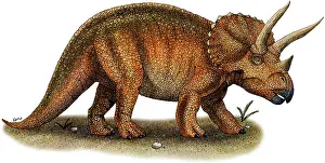 Extinct Prints: Triceratops