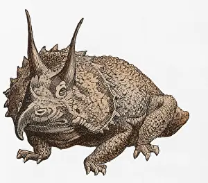 Prehistoric Prints: Triceratops Illustration