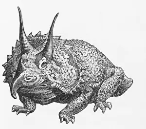 Prehistory Prints: Triceratops Illustration
