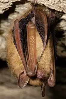 Bats Prints: Tricolor Bat (Perimyotis subflavus)