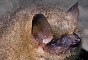 Bats Prints: Tricolor Bat (Perimyotis subflavus)