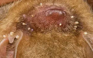 Infection Prints: Tricolor Bat (Perimyotis subflavus)