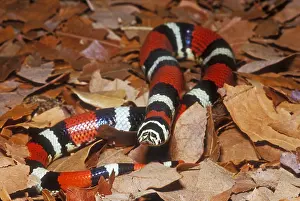 Cities Prints: Tricolor Hognose Snake