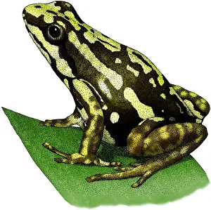 Tricolor Prints: Tricolor Poison Dart Frog