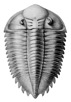 Time Prints: Trilobite Artwork