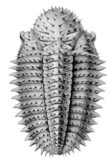 Time Prints: Trilobite Artwork