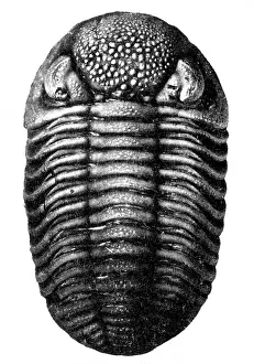 Fossils Prints: Trilobite Fossil