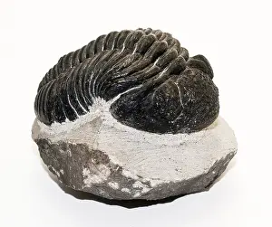 Fossils Prints: Trilobite Fossil, Drotops megalomanicus
