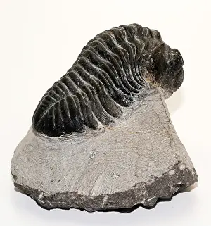 Fossils Prints: Trilobite fossil (Drotops megalomanicus)