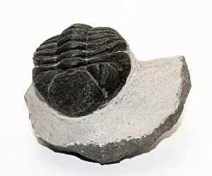 Fossils Prints: Trilobite Fossil, Drotops megalomanicus
