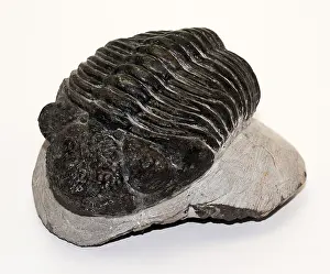 Devonian Prints: Trilobite fossil (Drotops megalomanicus)