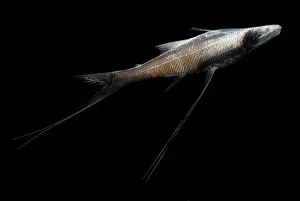 Predatory Prints: Tripod Fish