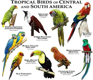 Birds Prints: Tropical Birds of Central & South America