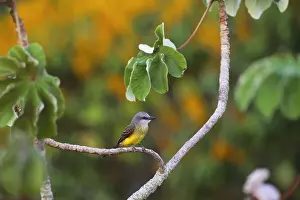 Leaf Prints: Tropical Kingbird