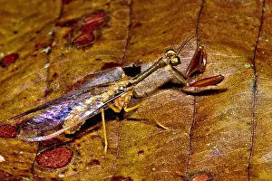 Wasps Prints: Tropical Mantispid