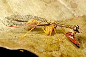 Prints of This mantispid was photographed in the rainforests of Loreto, Peru, Nov 2013. Mantispids are in the order Neuroptera and family Mantispidae September Prints: Tropical Mantispid