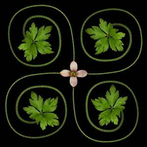 Symmetry Prints: Tropical ornament