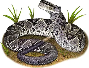 Neotropical Prints: Tropical Rattlesnake, Illustration