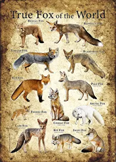 Predators Prints: True Foxes of the World