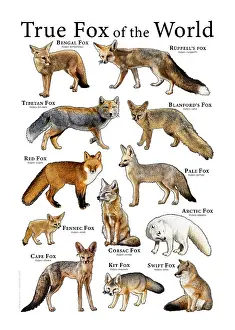 Poster Prints: True Foxes of the World