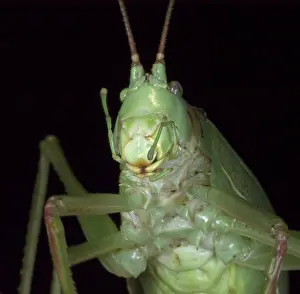 True Prints: True Katydid, Pterophylla camellifolia