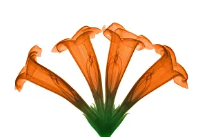 Vine Prints: Trumpet Vine, X-ray