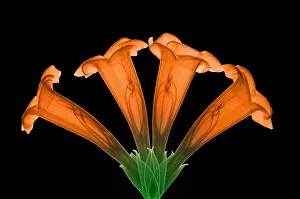 Nature, History, Science Prints: Trumpet Vine, X-ray