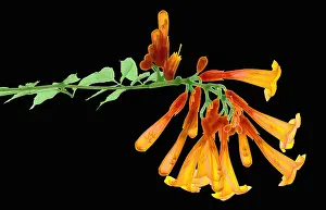 Nature, History, Science Prints: Trumpet Vine, X-ray
