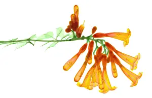 Nature, History, Science Prints: Trumpet Vine, X-ray